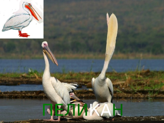 ПЕ ЛИ КА Н 
