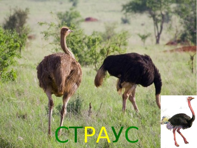 С Т РА У С 
