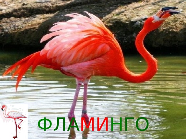 Ф ЛА МИ Н ГО 
