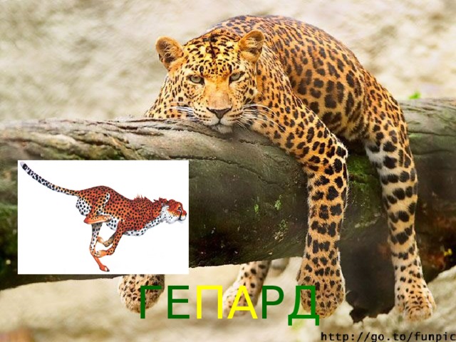 ГЕ ПА Р Д 