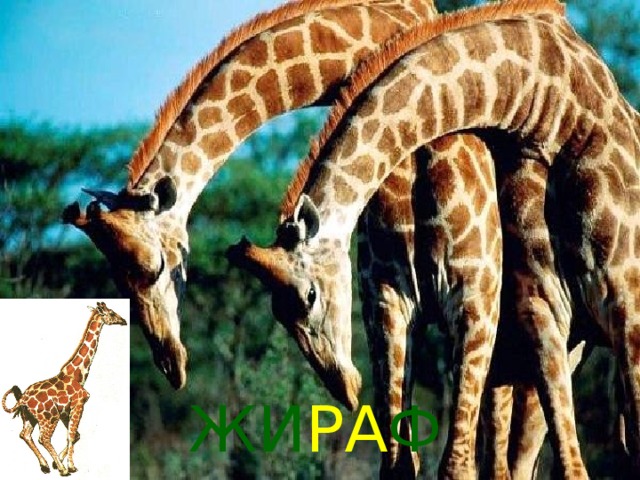 ЖИ РА Ф 