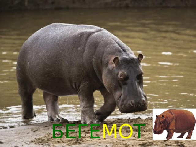 БЕ ГЕ МО Т 