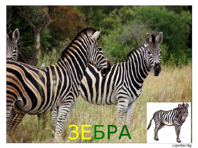ЗЕ Б РА 