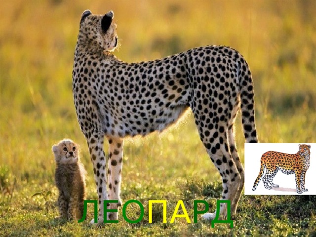 ЛЕ О ПА Р Д 