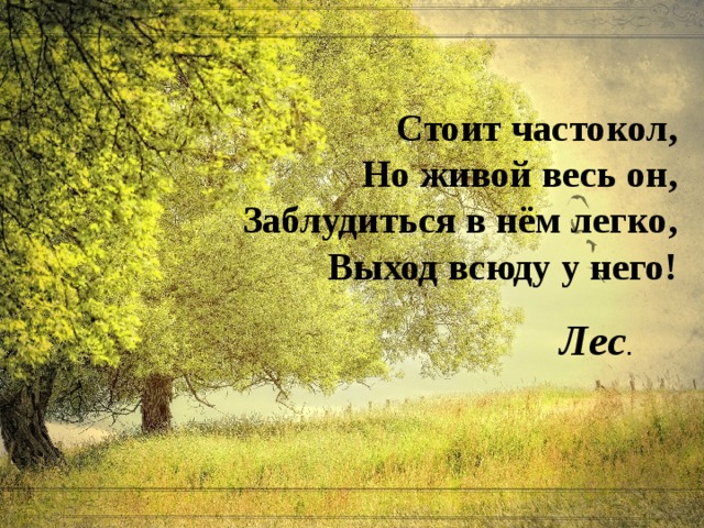 Стоит частокол,  Но живой весь он,  Заблудиться в нём легко,  Выход всюду у него! Лес . 