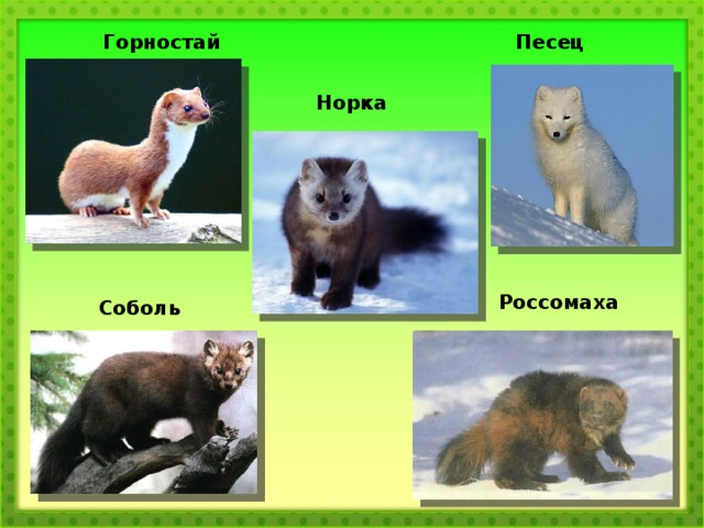 Горностай Песец Норка Россомаха Соболь 