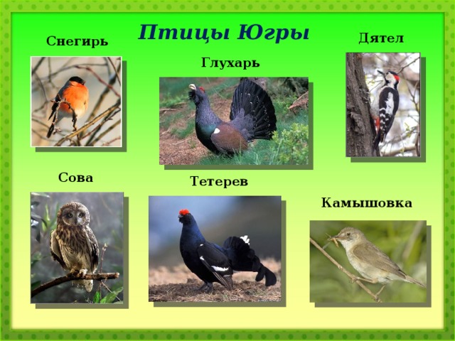 Птицы Югры Дятел  Снегирь Глухарь Сова  Тетерев  Камышовка  