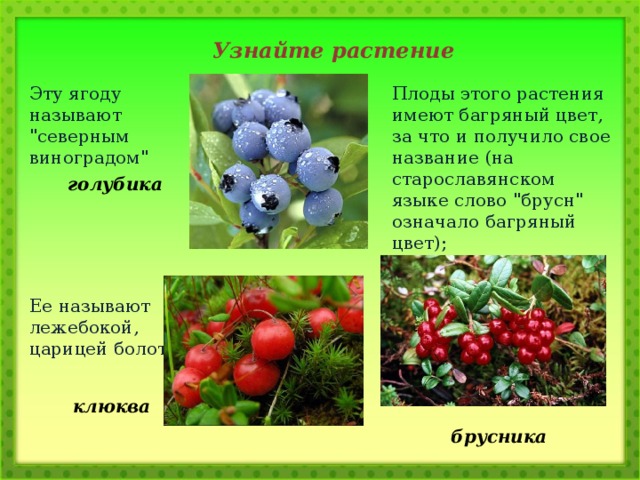 Узнайте растение Эту ягоду называют 