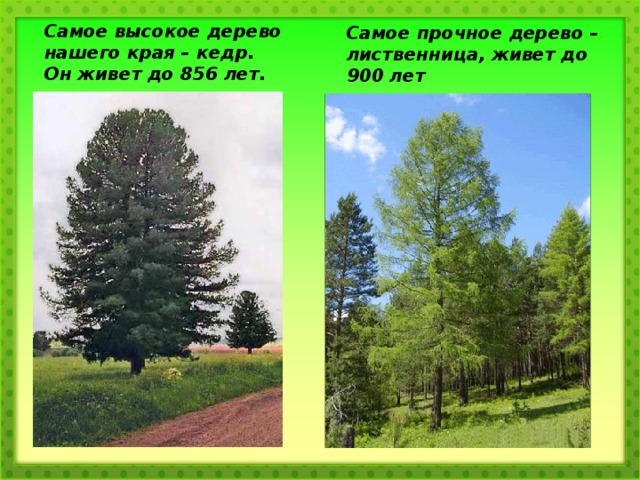 Самое высокое дерево нашего края – кедр. Он живет до 856 лет. Самое прочное дерево – лиственница, живет до 900 лет 