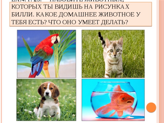 Ex.4. p. 25. назовите животных, которых ты видишь на рисунках Билли. Какое домашнее животное у тебя есть? Что оно умеет делать? 