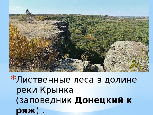Лиственные леса в долине реки Крынка (заповедник  Донецкий   кряж ) . 