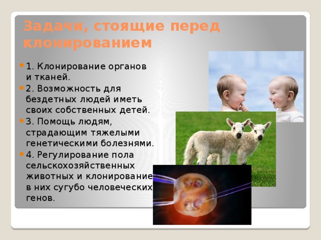 Задачи, стоящие перед клонированием 1. Клонирование органов и тканей. 2. Возможность для бездетных людей иметь своих собственных детей. 3. Помощь людям, страдающим тяжелыми генетическими болезнями. 4. Регулирование пола сельскохозяйственных животных и клонирование в них сугубо человеческих генов. 