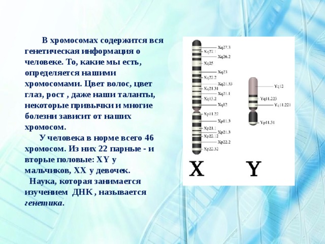  В хромосомах содержится вся генетическая информация о человеке. То, какие мы есть, определяется нашими хромосомами. Цвет волос, цвет глаз, рост , даже наши таланты, некоторые привычки и многие болезни зависит от наших хромосом.  У человека в норме всего 46 хромосом. Из них 22 парные - и вторые половые: XY у мальчиков, XX у девочек.  Наука, которая занимается изучением ДНК , называется генетика . 