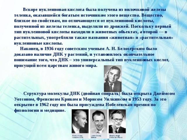  Вскоре нуклеиновая кислота была получена из вилочковой железы теленка, оказавшейся богатым источником этого вещества. Вещество, близкое по свойствам, но отличающееся от нуклеиновой кислоты, полученной из железы теленка, выделили из дрожжей. Поскольку первый тип нуклеиновой кислоты находили в животных объектах, а второй — в растительных, употребляли также названия «животная» и «растительная» нуклеиновые кислоты.  Наконец, в 1936 году советским ученым А. Н. Белозерским было доказано наличие ДНК у растений, и установилось окончательное понимание того, что ДНК – это универсальный тип нуклеиновых кислот, присущий всем царствам живого мира.      Структура молекулы ДНК (двойная спираль) была открыта Джеймсом Уотсоном, Френсисом Криком и Морисом Уилкинсом в 1953 году. За это открытие в 1962 году им была присуждена Нобелевская премия по физиологии и медицине. 