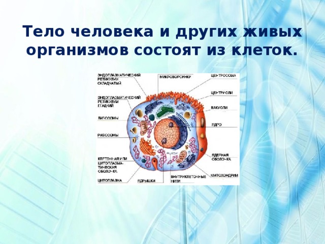 Тело человека и других живых организмов состоят из клеток. 