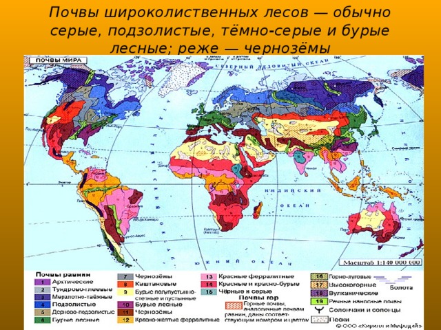 Почвы широколиственных лесов — обычно серые, подзолистые, тёмно-серые и бурые лесные; реже — чернозёмы 