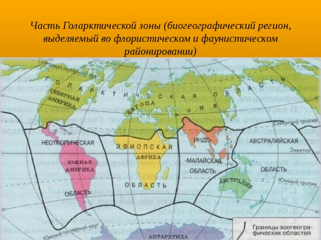 Часть Голарктической зоны (биогеографический регион, выделяемый во флористическом и фаунистическом районировании) 