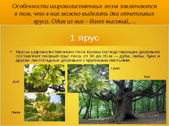 Особенности широколиственных лесов заключаются в том, что в них можно выделить два отчетливых яруса. Один из них – более высокий,… 