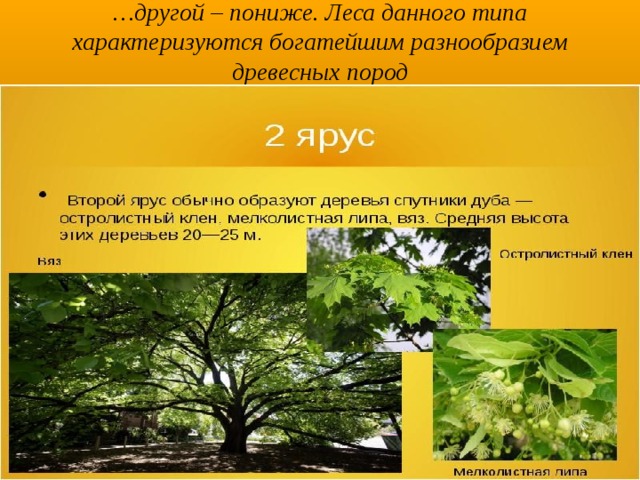 … другой – пониже. Леса данного типа характеризуются богатейшим разнообразием древесных пород 