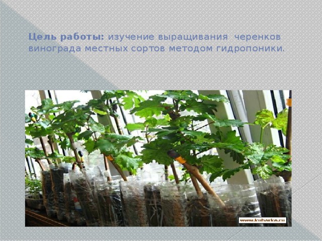 Цель работы: изучение выращивания черенков винограда местных сортов методом гидропоники. 