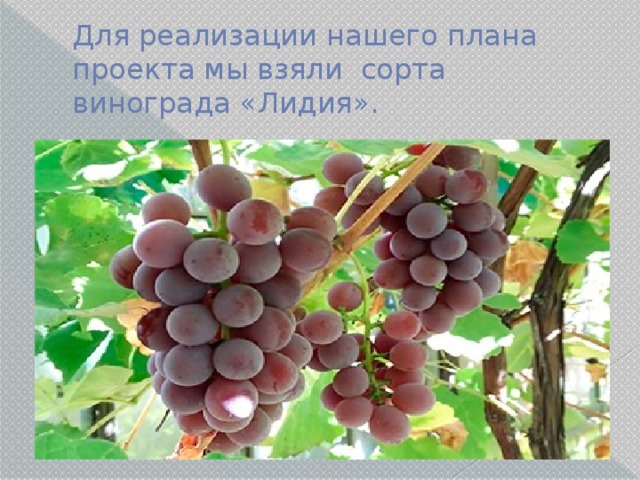 Для реализации нашего плана проекта мы взяли сорта винограда «Лидия». 