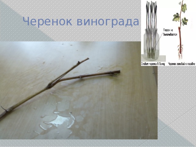 Черенок винограда. 