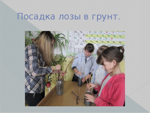 Посадка лозы в грунт. 