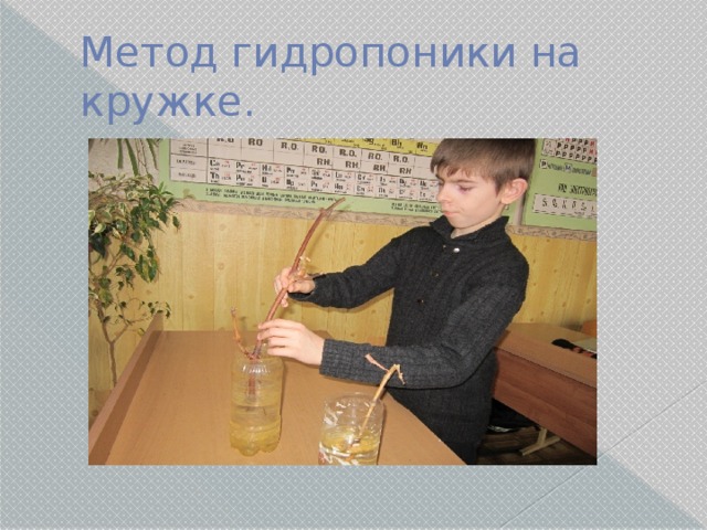 Метод гидропоники на кружке. 