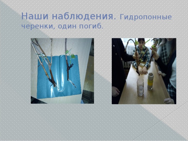 Наши наблюдения. Гидропонные черенки, один погиб. 