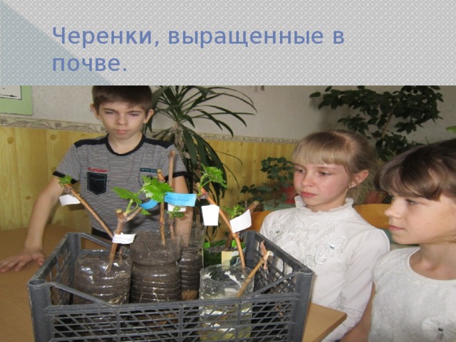 Черенки, выращенные в почве. 