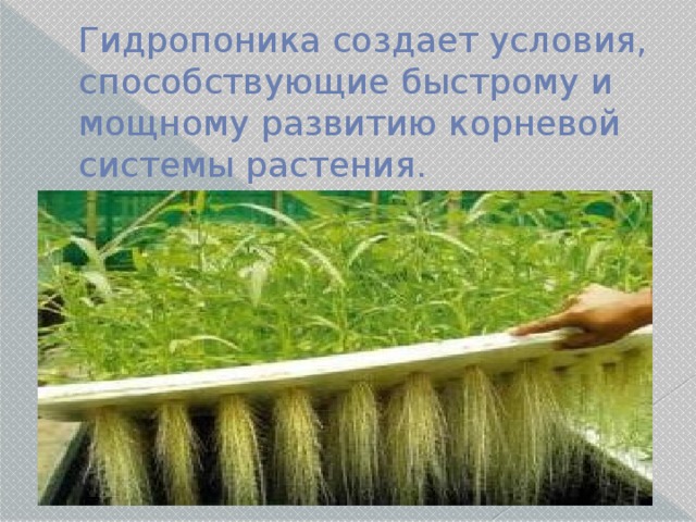 Гидропоника создает условия, способствующие быстрому и мощному развитию корневой системы растения. 