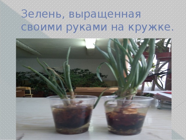Зелень, выращенная своими руками на кружке. 