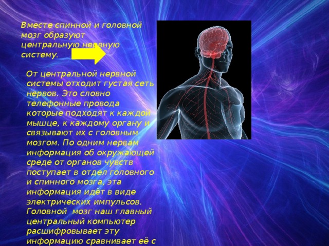 Вместе спинной и головной мозг образуют центральную нервную систему. От центральной нервной системы отходит густая сеть нервов. Это словно телефонные провода которые подходят к каждой мышце, к каждому органу и связывают их с головным мозгом. По одним нервам информация об окружающей среде от органов чувств поступает в отдел головного и спинного мозга, эта информация идёт в виде электрических импульсов. Головной мозг наш главный центральный компьютер расшифровывает эту информацию сравнивает её с уже полученной запоминает и принимает решение. 