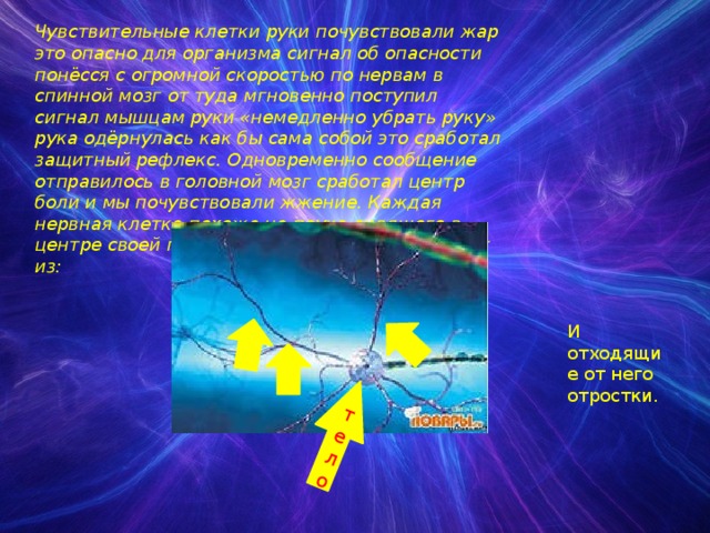 тело Чувствительные клетки руки почувствовали жар это опасно для организма сигнал об опасности понёсся с огромной скоростью по нервам в спинной мозг от туда мгновенно поступил сигнал мышцам руки «немедленно убрать руку» рука одёрнулась как бы сама собой это сработал защитный рефлекс. Одновременно сообщение отправилось в головной мозг сработал центр боли и мы почувствовали жжение. Каждая нервная клетка похожа на паука сидящего в центре своей паутины. Нервные клетки состоят из:  И отходящие от него отростки. 