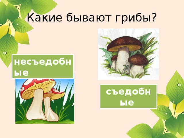 Какие бывают грибы? несъедобные  съедобные 