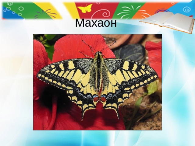 Махаон 