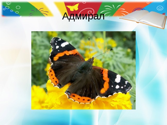 Адмирал 
