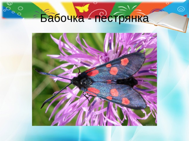 Бабочка - пестрянка 