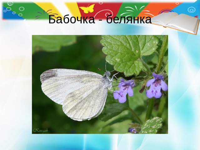 Бабочка - белянка 