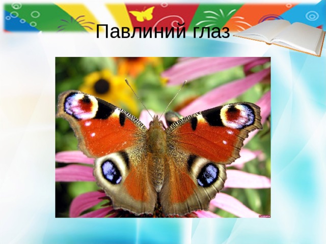 Павлиний глаз 