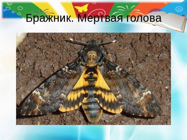Бражник. Мертвая голова 