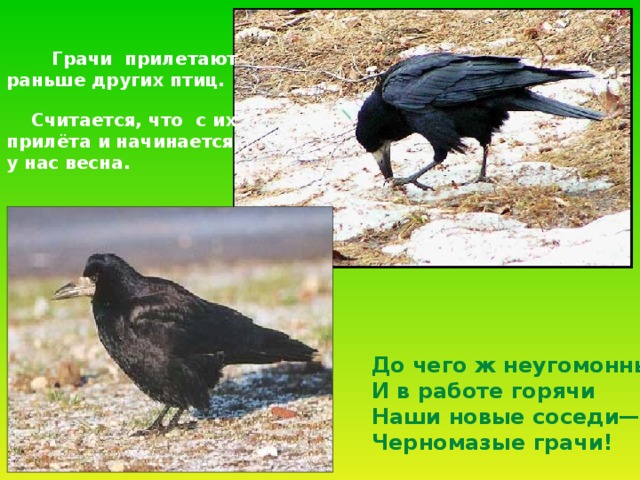  Грачи прилетают раньше других птиц.  Считается, что с их прилёта и начинается у нас весна. До чего ж неугомонны И в работе горячи Наши новые соседи— Черномазые грачи! 