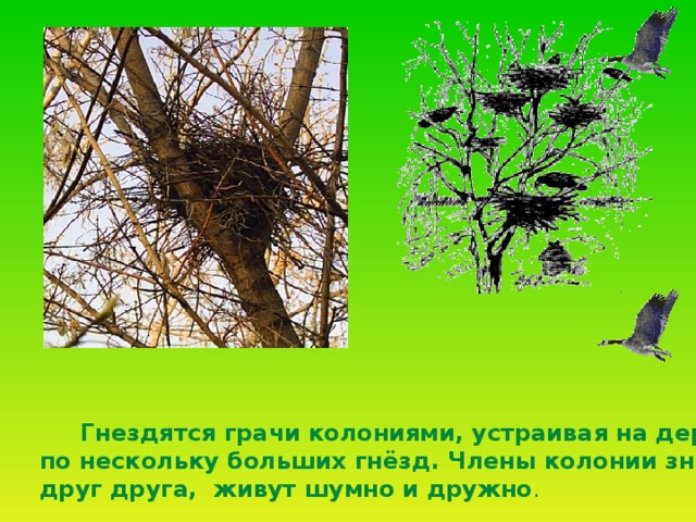  Гнездятся грачи колониями, устраивая на деревьях  по нескольку больших гнёзд. Члены колонии знают  друг друга, живут шумно и дружно . 