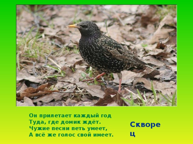 Он прилетает каждый год Туда, где домик ждёт. Чужие песни петь умеет, А всё же голос свой имеет. Скворец 