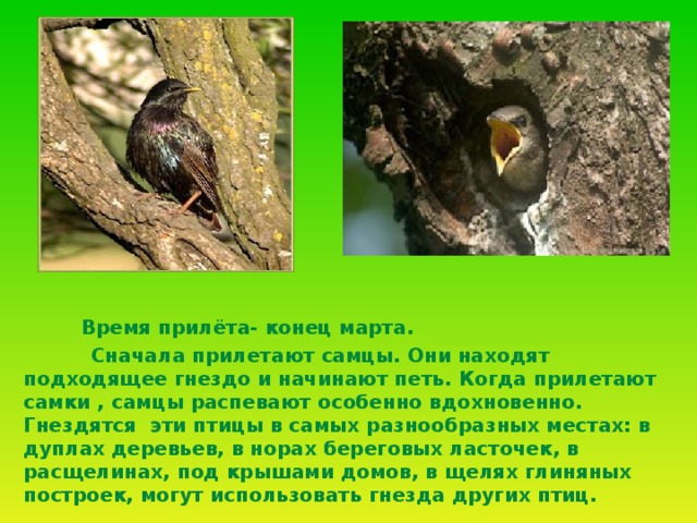 Время прилёта- конец марта.  Сначала прилетают самцы. Они находят подходящее гнездо и начинают петь. Когда прилетают самки , самцы распевают особенно вдохновенно. Гнездятся эти птицы в самых разнообразных местах: в дуплах деревьев, в норах береговых ласточек, в расщелинах, под крышами домов, в щелях глиняных построек, могут использовать гнезда других птиц.  