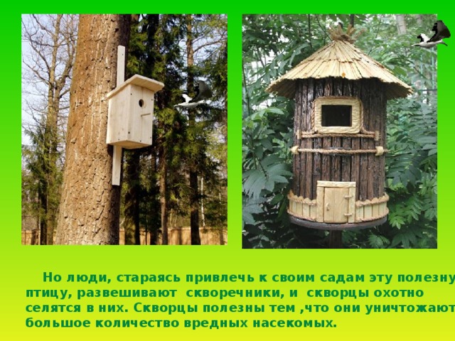  Но люди, стараясь привлечь к своим садам эту полезную  птицу, развешивают скворечники, и скворцы охотно  селятся в них. Скворцы полезны тем ,что они уничтожают  большое количество вредных насекомых.  