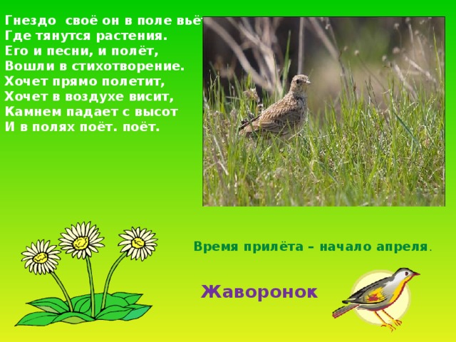 Гнездо своё он в поле вьёт, Где тянутся растения. Его и песни, и полёт, Вошли в стихотворение. Хочет прямо полетит, Хочет в воздухе висит, Камнем падает с высот И в полях поёт. поёт. Время прилёта – начало апреля . Жаворонок 