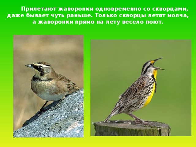  Прилетают жаворонки одновременно со скворцами,  даже бывает чуть раньше. Только скворцы летят молча, а жаворонки прямо на лету весело поют. 