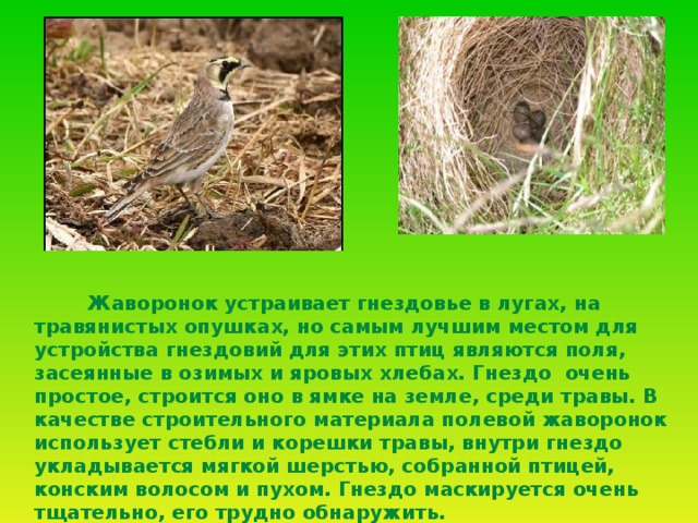  Жаворонок устраивает гнездовье в лугах, на травянистых опушках, но самым лучшим местом для устройства гнездовий для этих птиц являются поля, засеянные в озимых и яровых хлебах. Гнездо очень простое, строится оно в ямке на земле, среди травы. В качестве строительного материала полевой жаворонок использует стебли и корешки травы, внутри гнездо укладывается мягкой шерстью, собранной птицей, конским волосом и пухом. Гнездо маскируется очень тщательно, его трудно обнаружить.  