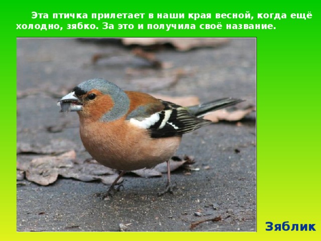  Эта птичка прилетает в наши края весной, когда ещё холодно, зябко. За это и получила своё название. Зяблик  